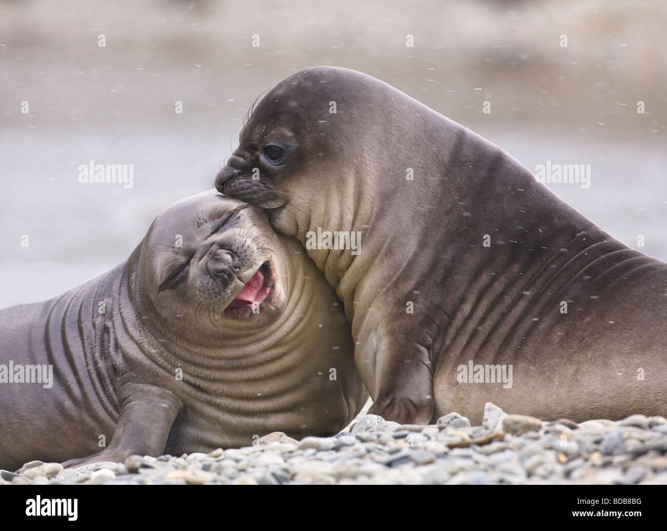 Southern elephant seal Mirounga leonina pups fighting and playing Fortuna Bay South Georgia Antarctica Stock Photo