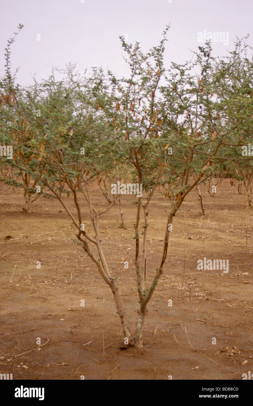 Gum Arabic.  Row of Acacia Senegal trees in a gum Arabic plantation.  Niger, West Africa. Stock Photo