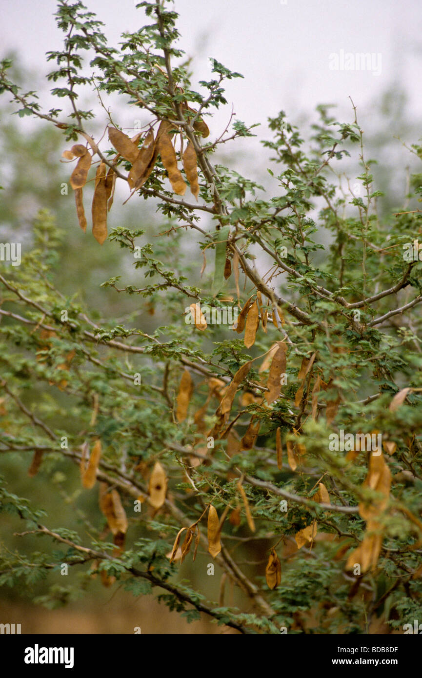 Gum Arabic.  Acacia Senegal tree.  Seed Pods.  Niger, West Africa. Stock Photo