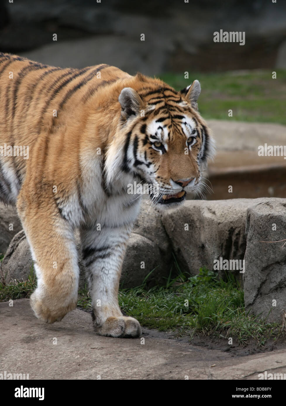 North china tiger hi-res stock photography and images - Alamy