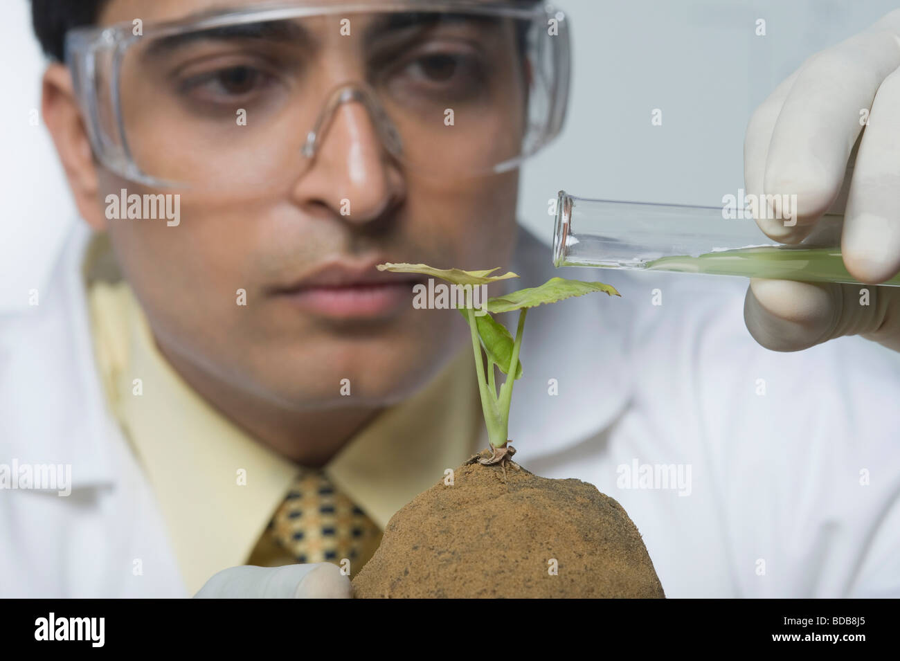 Scientist experimenting on a plant Stock Photo Alamy
