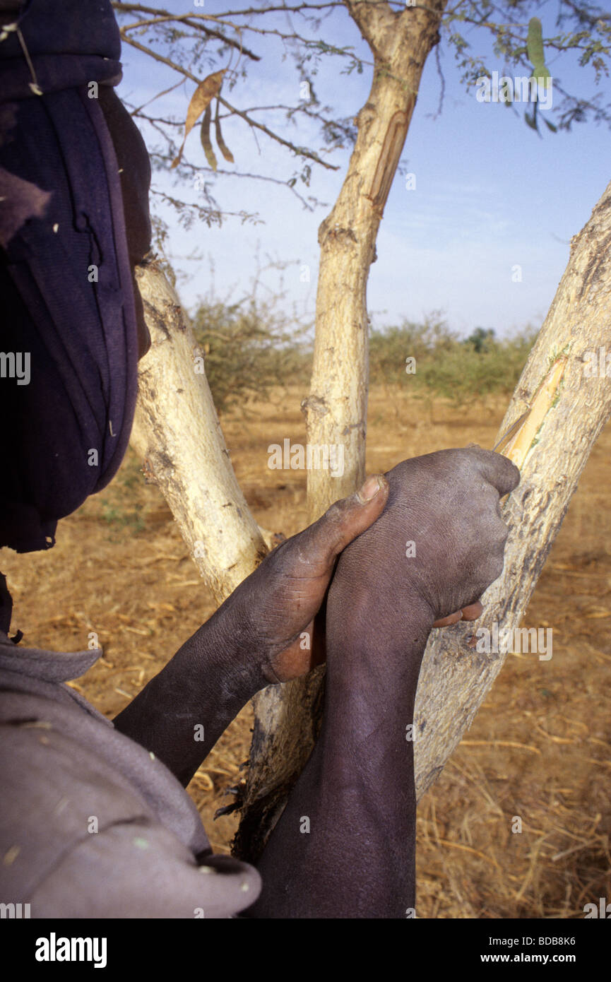 Gum Arabic Worker Cutting Bark of Acacia Senegal to Promote Flow.  Niger, West Africa. Stock Photo