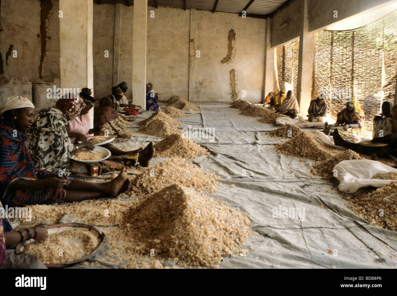 Gum Arabic. Women Removing Straw and Dirt by Hand from Gum Arabic