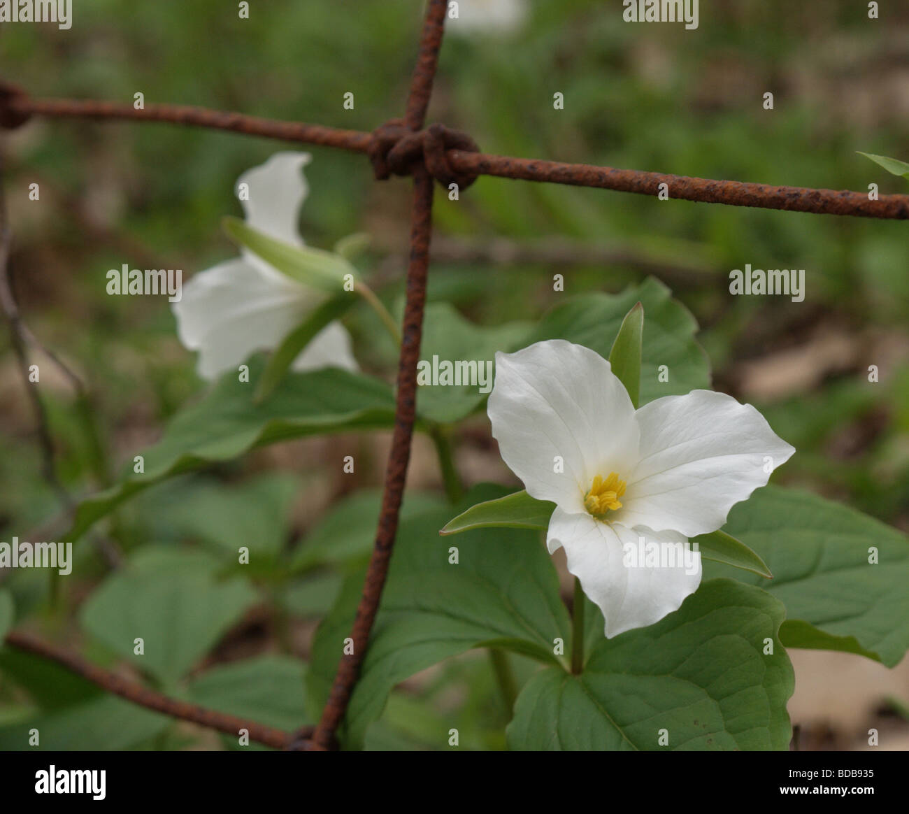 Spring Trillium grandiflorum peak through a rusted wire fence.r Stock Photo