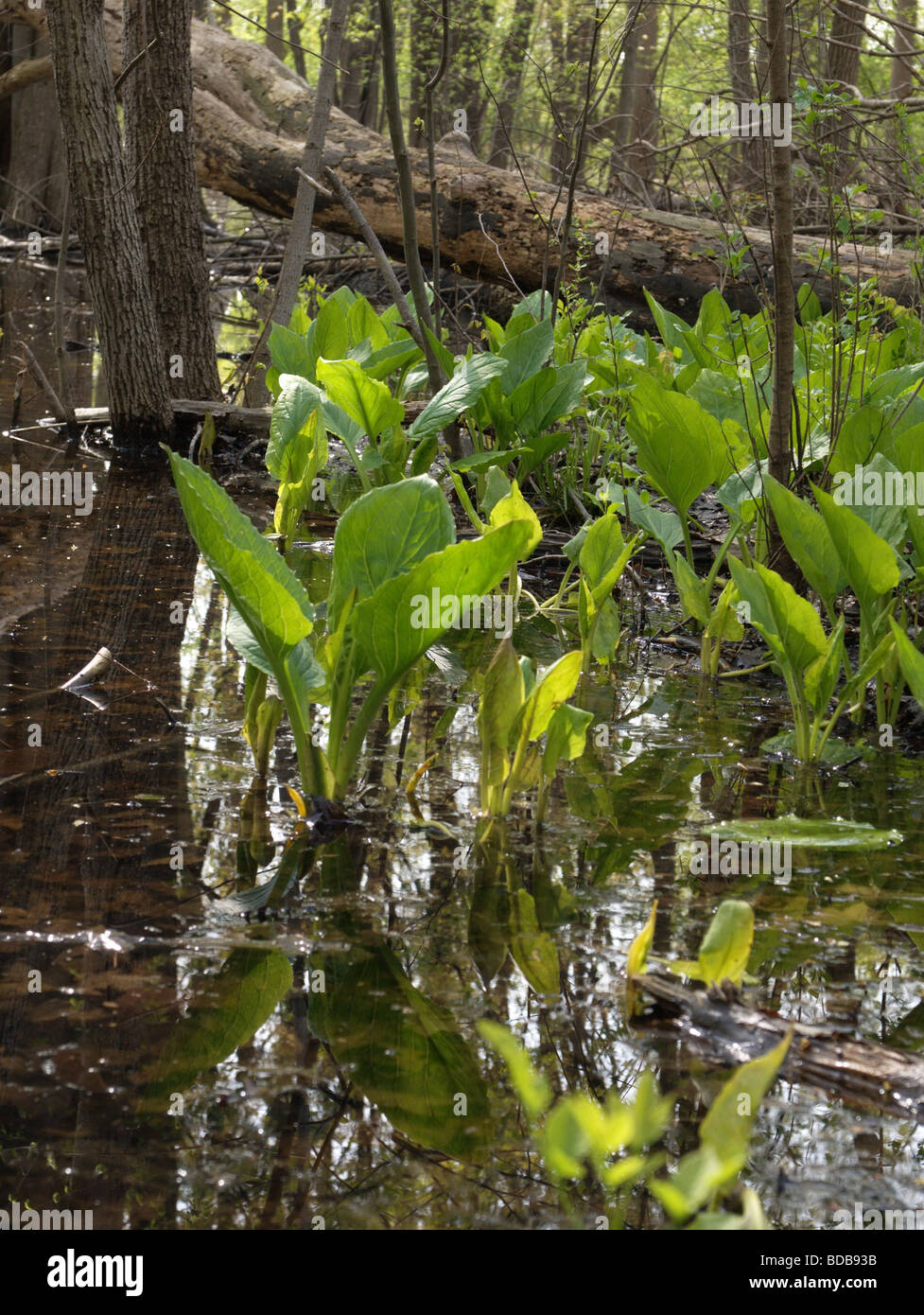 A spring vernal pond with Skunk Cabbage (Symplocarpus foetidus) growing in the marsh. Stock Photo