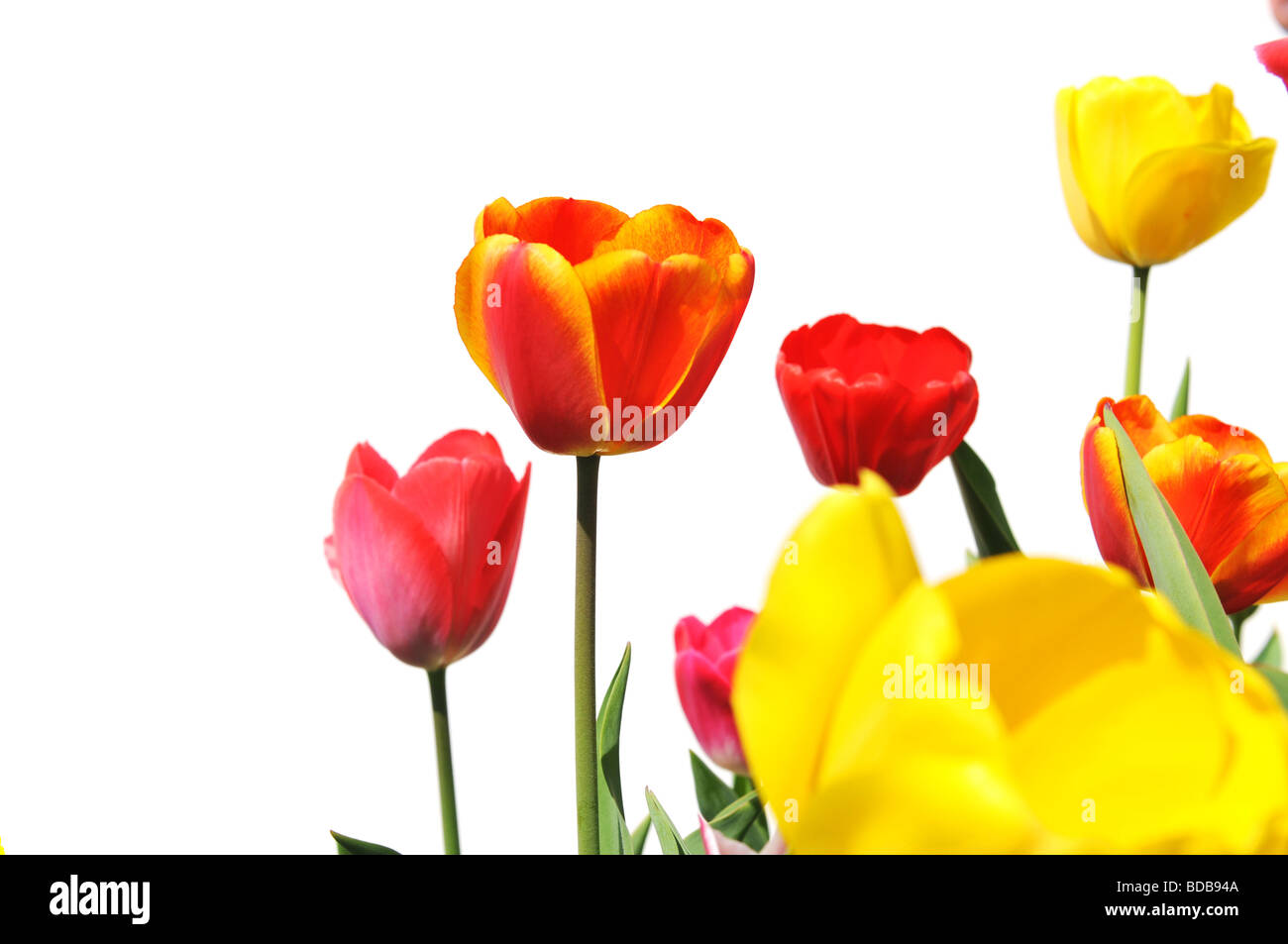 Tulips of various colors isolated on a white background Stock Photo - Alamy