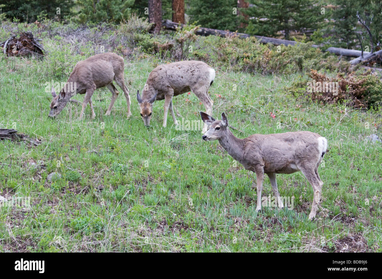 Female mule deer Yellowstone National Park Stock Photo Alamy