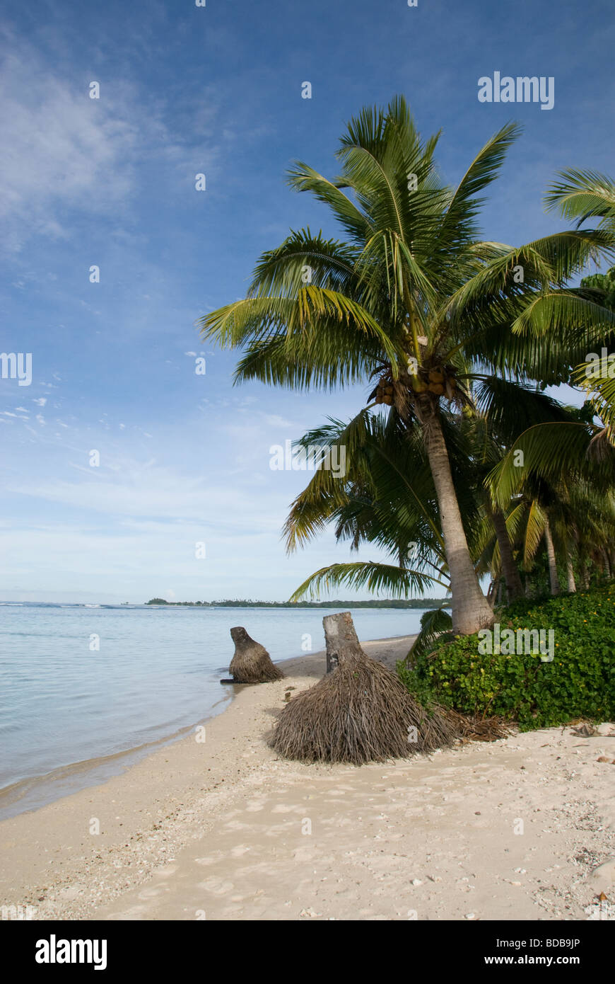 Coconut tree on beach, Manase, Savai'i Island, Western Samoa Stock ...