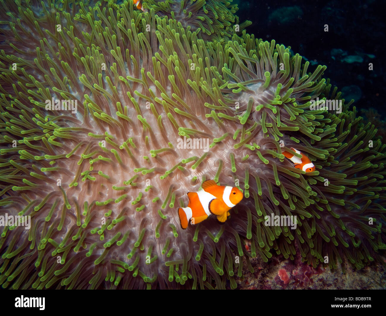 Indonesia Sulawesi Wakatobi marine Park false clown anemonefish Amphiprion ocellaris Gigantic sea anemone Stichodactyla gigantea Stock Photo