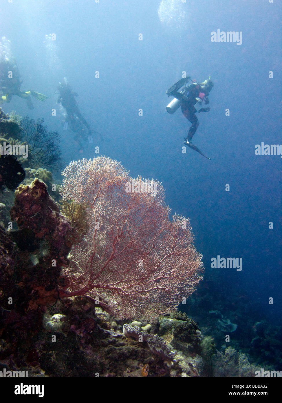 Indonesia Sulawesi Wakatobi National Park underwater scuba diver swimming above gorgonian sea fan on coral reef Stock Photo