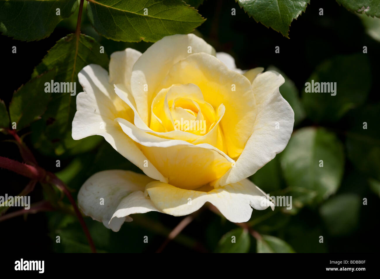 Castle rose stockholm floribunda hi-res stock photography and images - Alamy