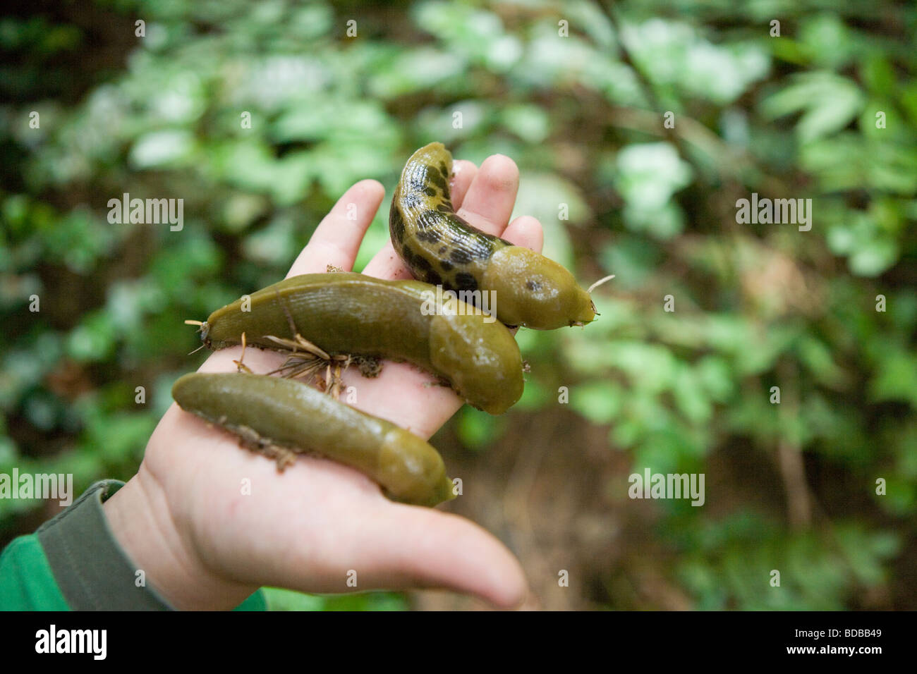 child's hand holding three giant Banana Slugs in his hand, rainforest on Vashon Island, WA, USA Stock Photo