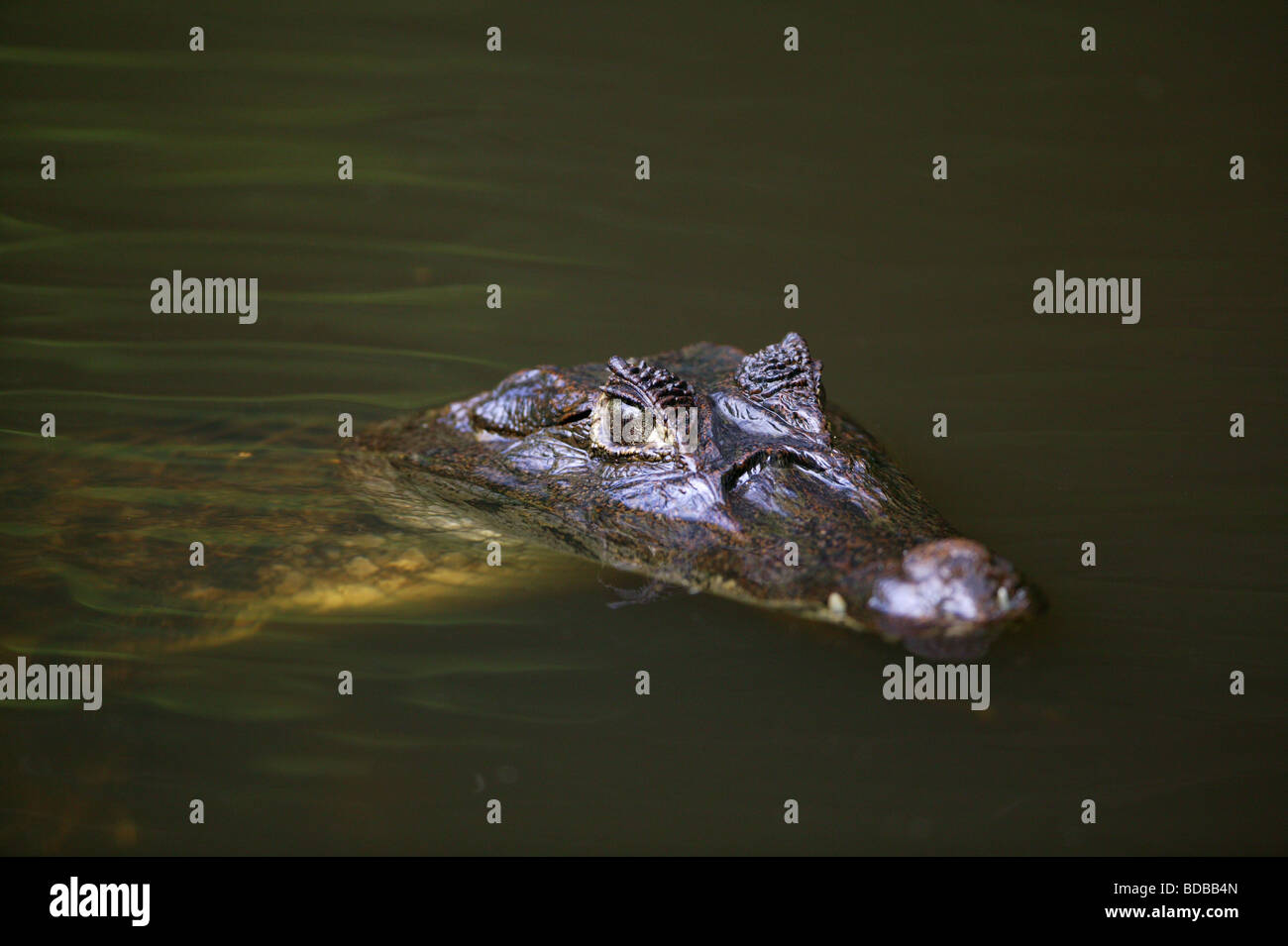Spectacled Cayman, Caiman crocodilus, in a lake in the rainforest at Isla Bastimentos national park, Bocas del Toro province, Republic of Panama. Stock Photo