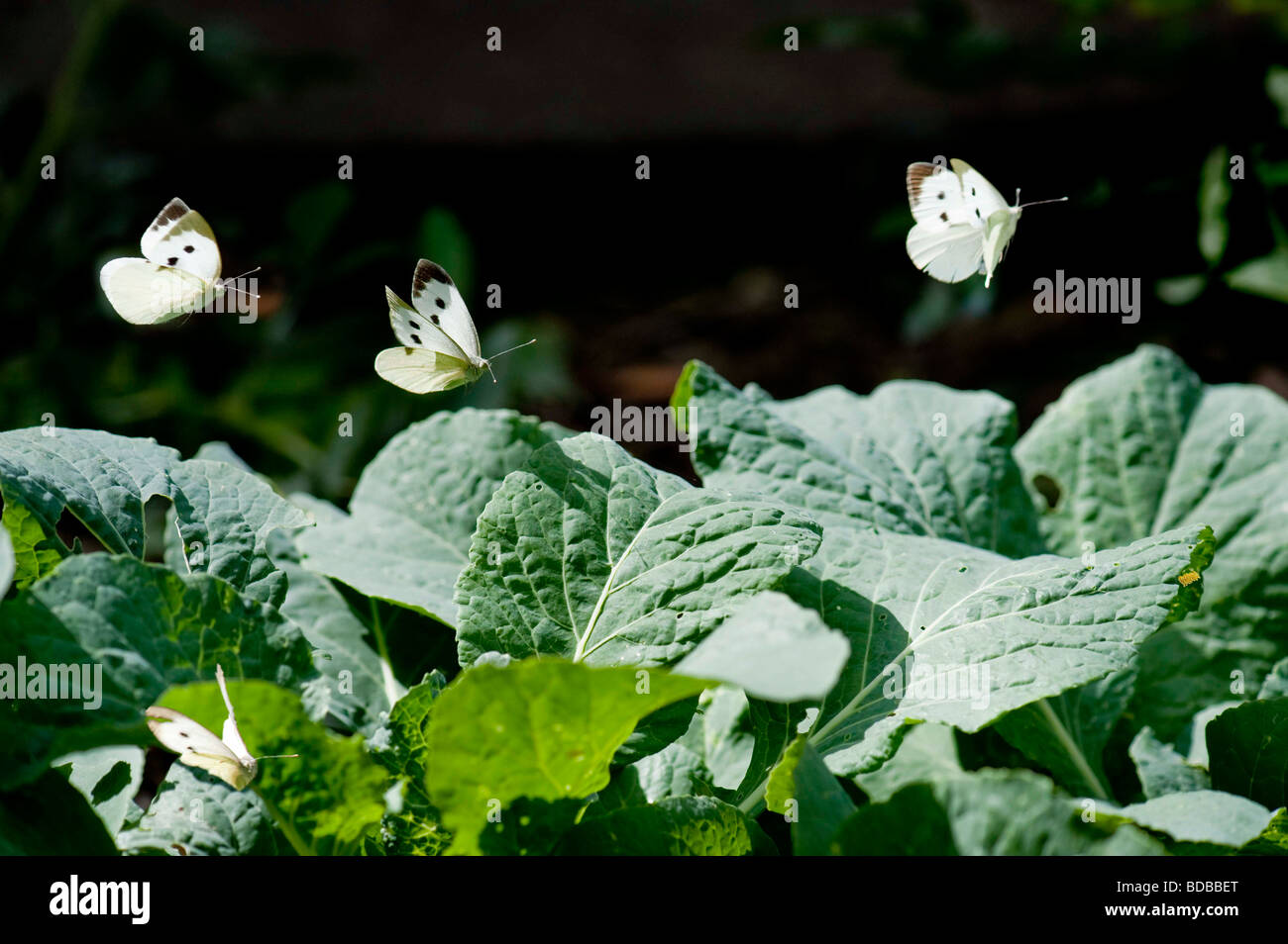 Cabbage White Butterflies settling on  cabbage leaves on which to lay their eggs. Stock Photo