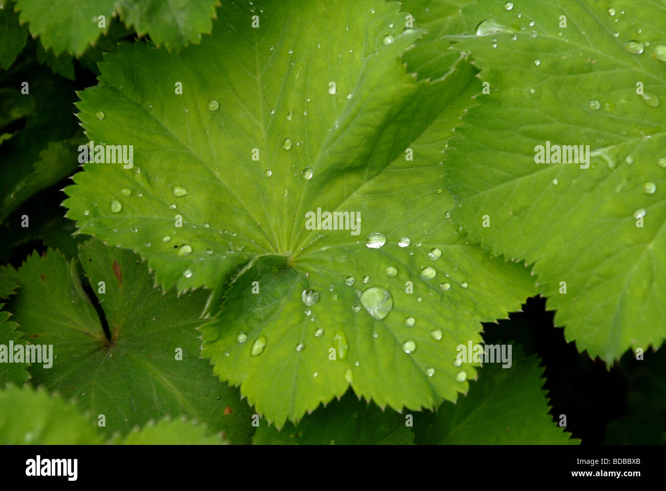 raindrops on some leaves of a garden Ladys Mantle or Alchemilla Mollis Stock Photo