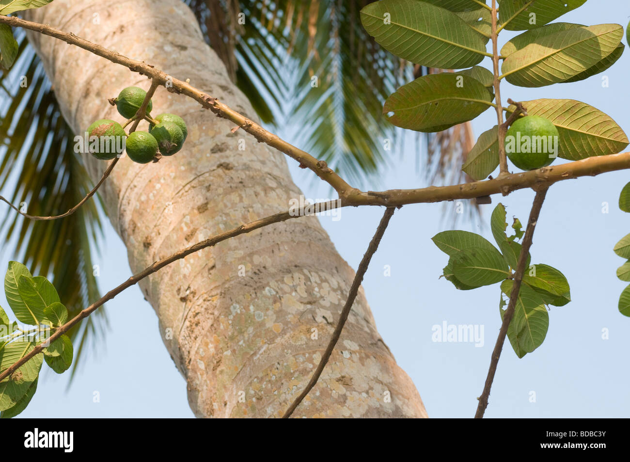 Spice Tree, Kerala, India Stock Photo - Alamy