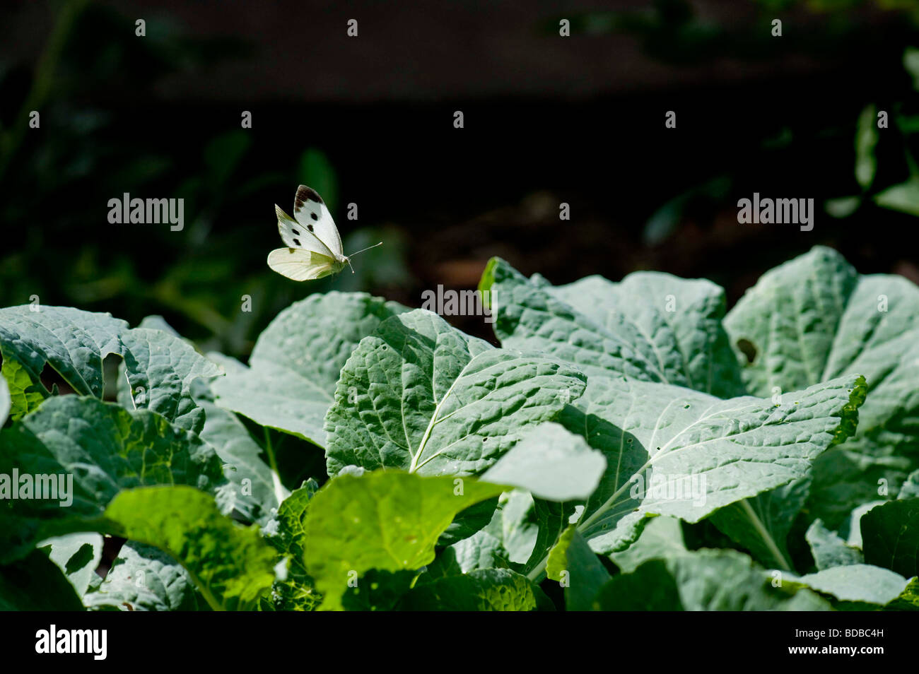Cabbage White Butterflies settling on cabbage plant Stock Photo Alamy