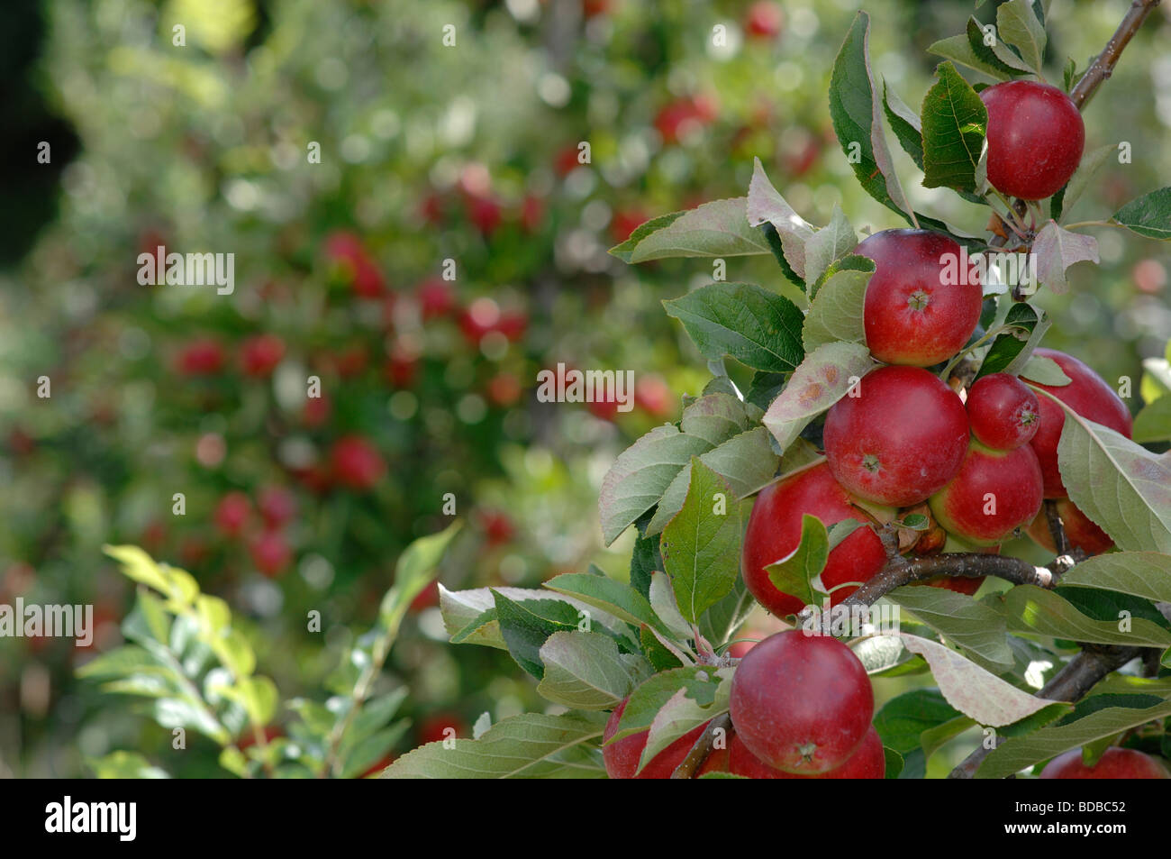 Apple orchard in Kent Stock Photo Alamy