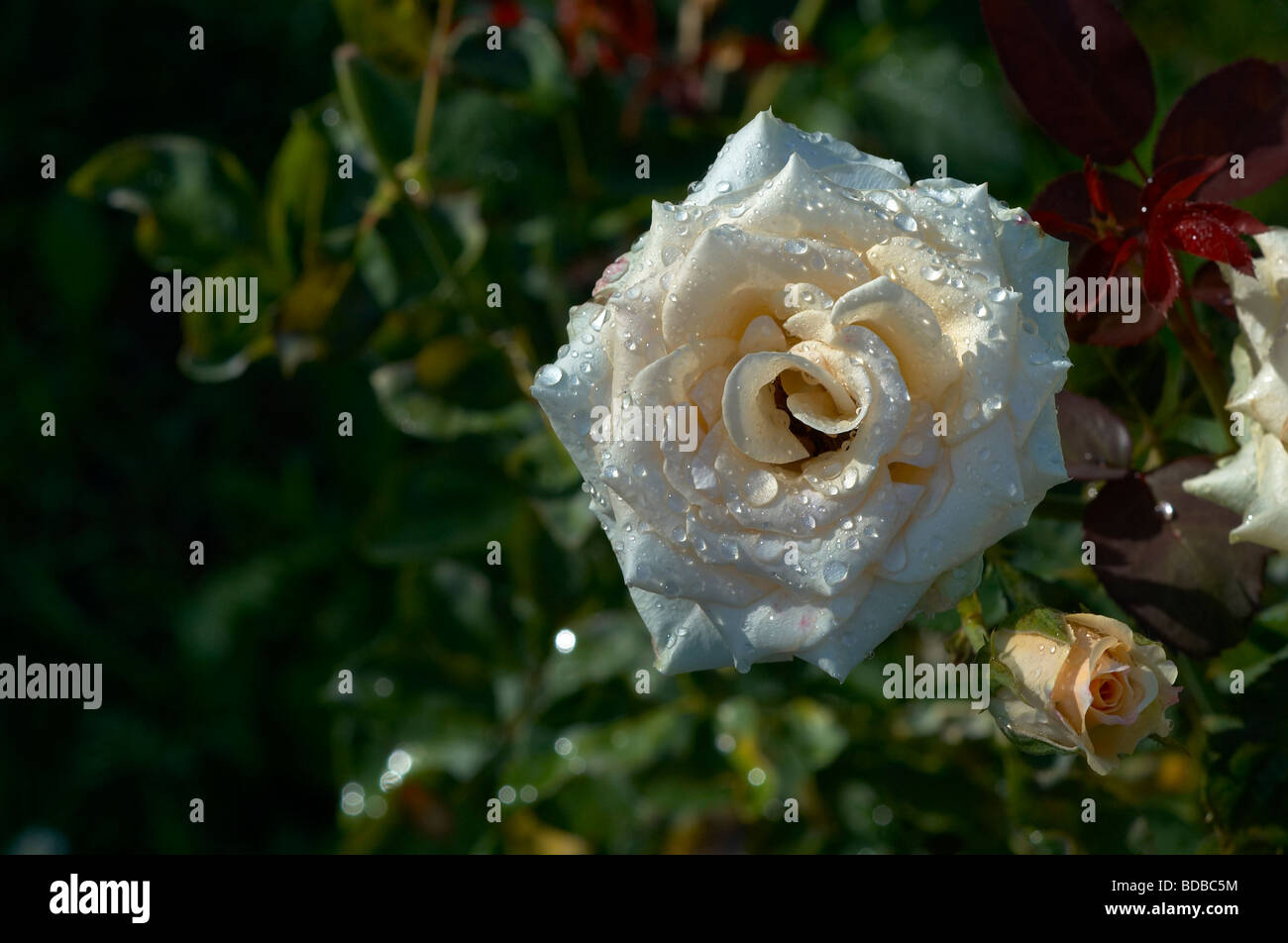White orange rose Stock Photo Alamy