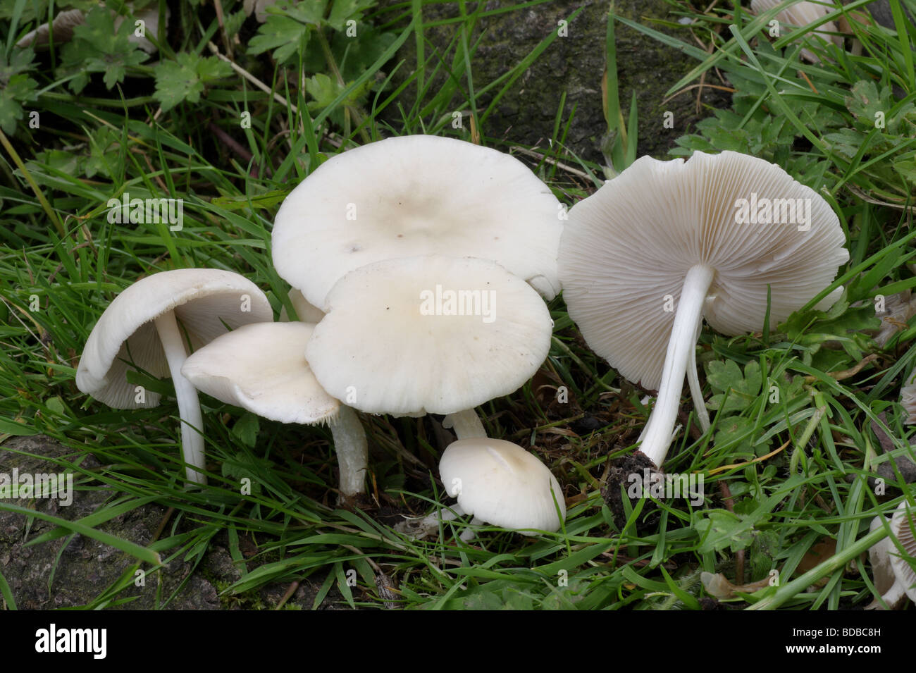 Pale Brittlestem Psathyrella candolleana Stock Photo Alamy