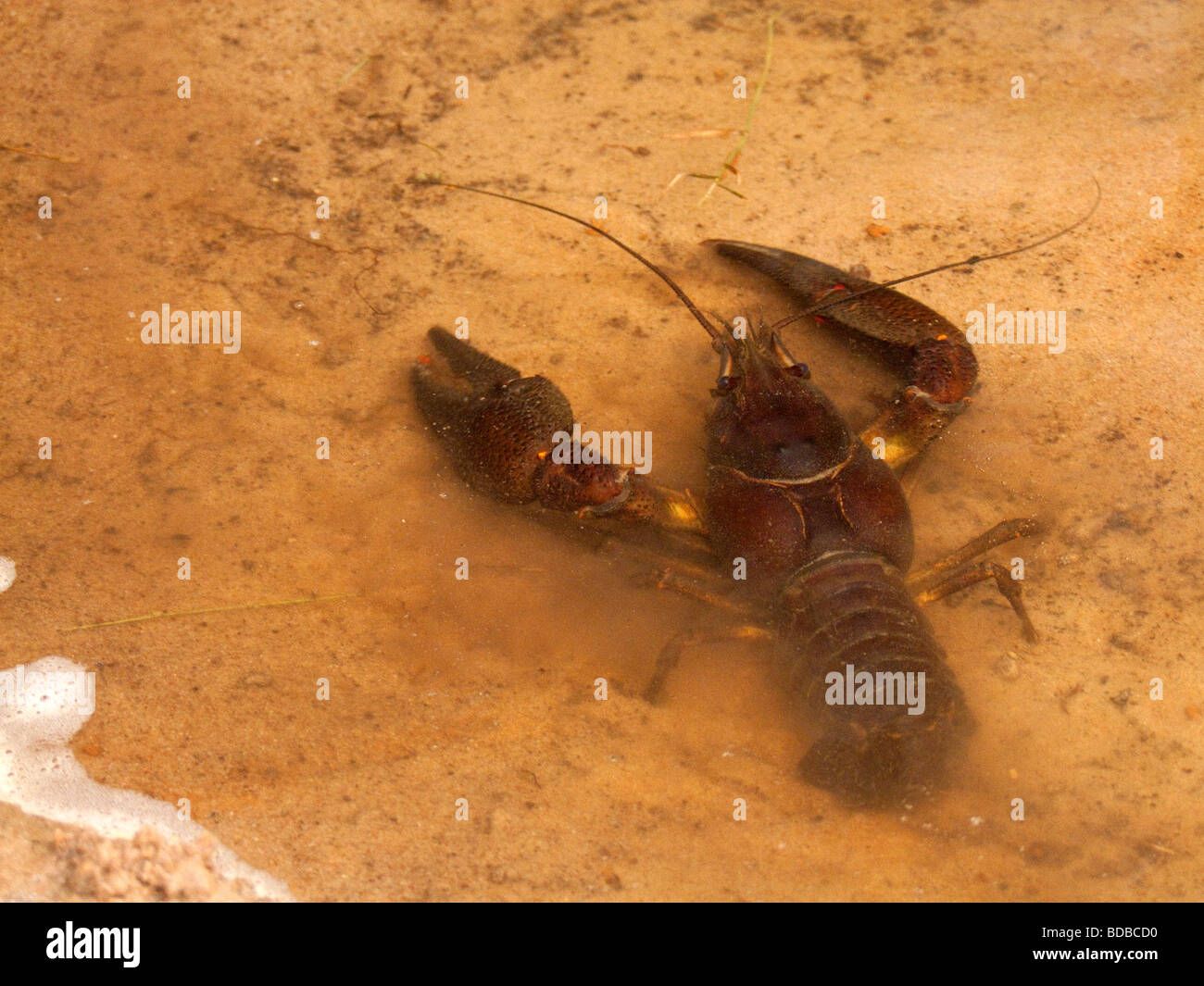 European crayfish - Astacus astacus Stock Photo