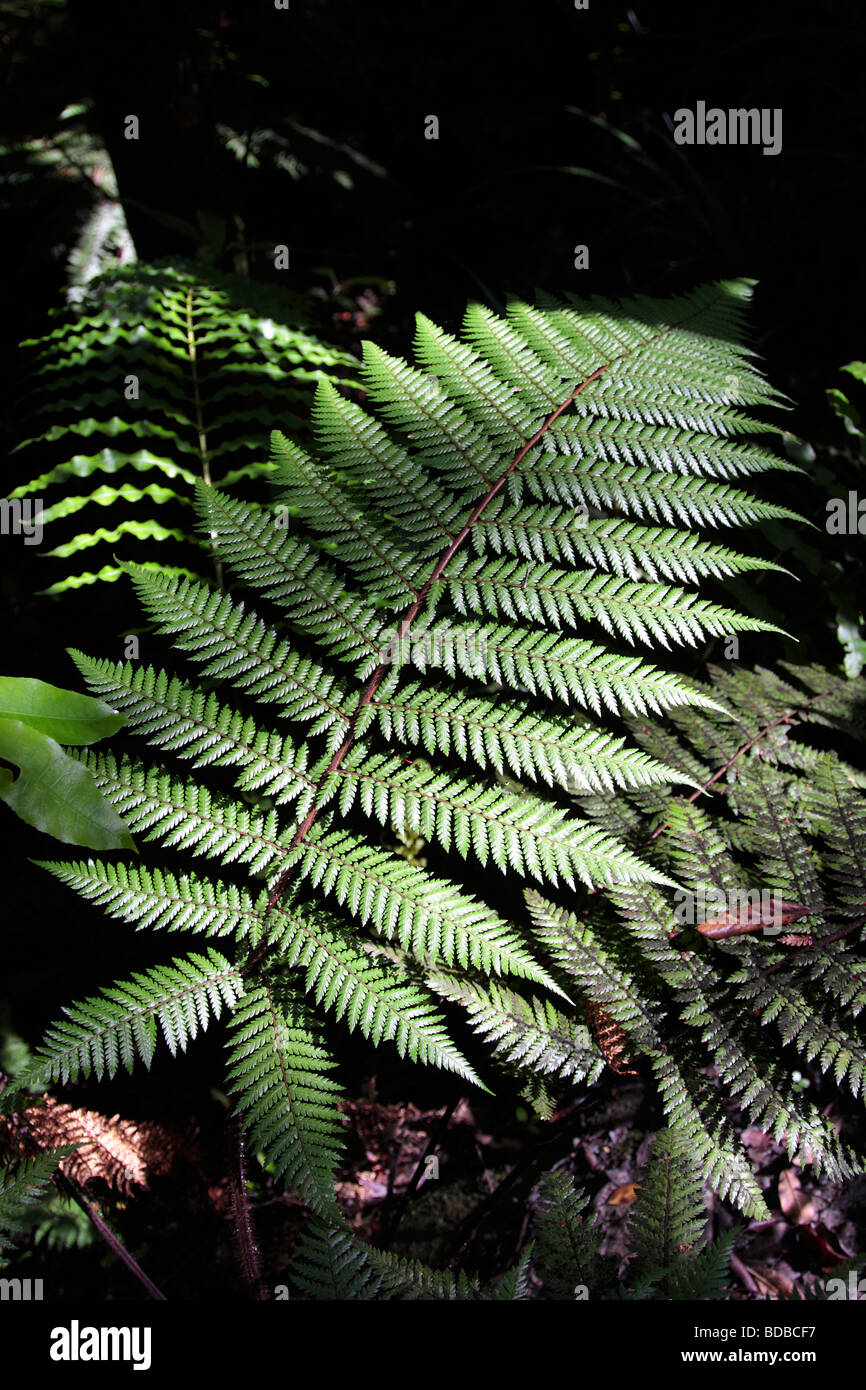 Cyathea Dealbata the fern leaf which is representative of New Zealand Stock Photo