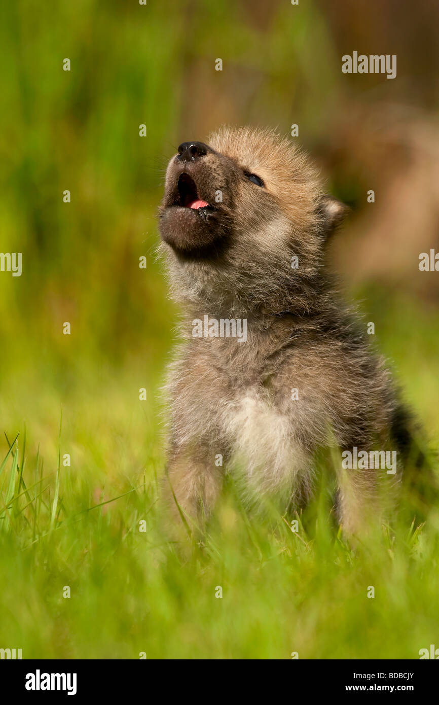 Wolf puppy,  Gray Wolf species Canis lupus, Howling Stock Photo