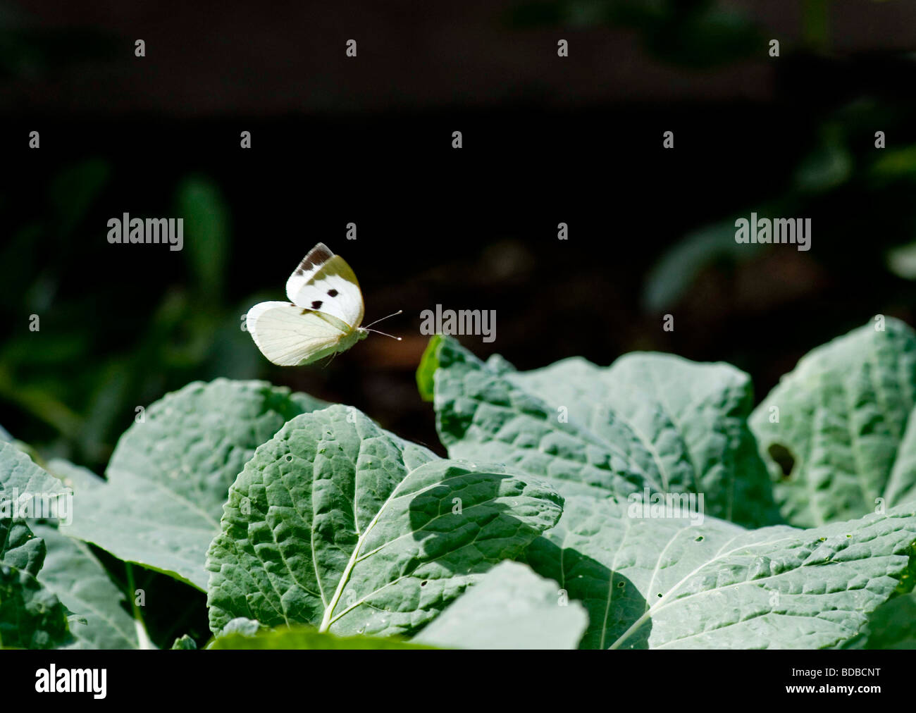 Cabbage White Butterflies Pieris rapae FLYING OVER CABBAGE PLANTS Stock