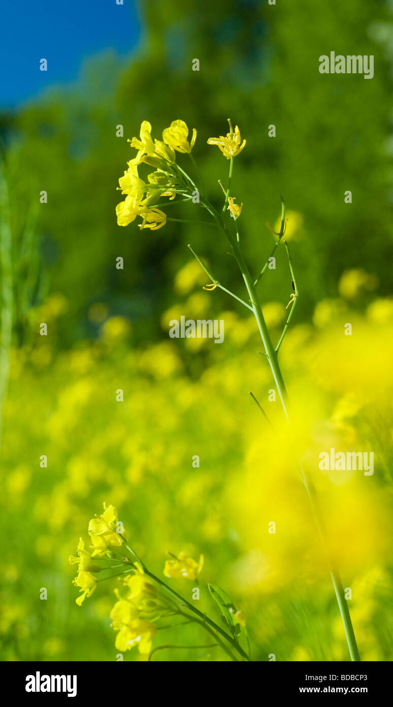 A golden field of Oilseed rape crop (Brassica napus). Stock Photo