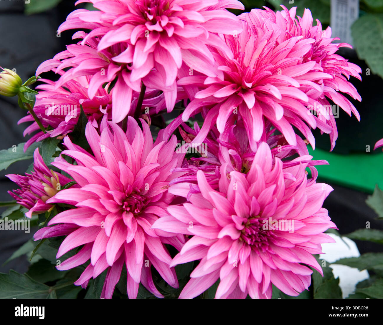 Dwarf Mixed Dahlia bushy dwarf bedding dahlias Stock Photo - Alamy