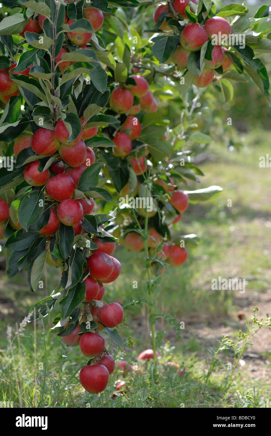 Apple orchard in Kent Stock Photo Alamy