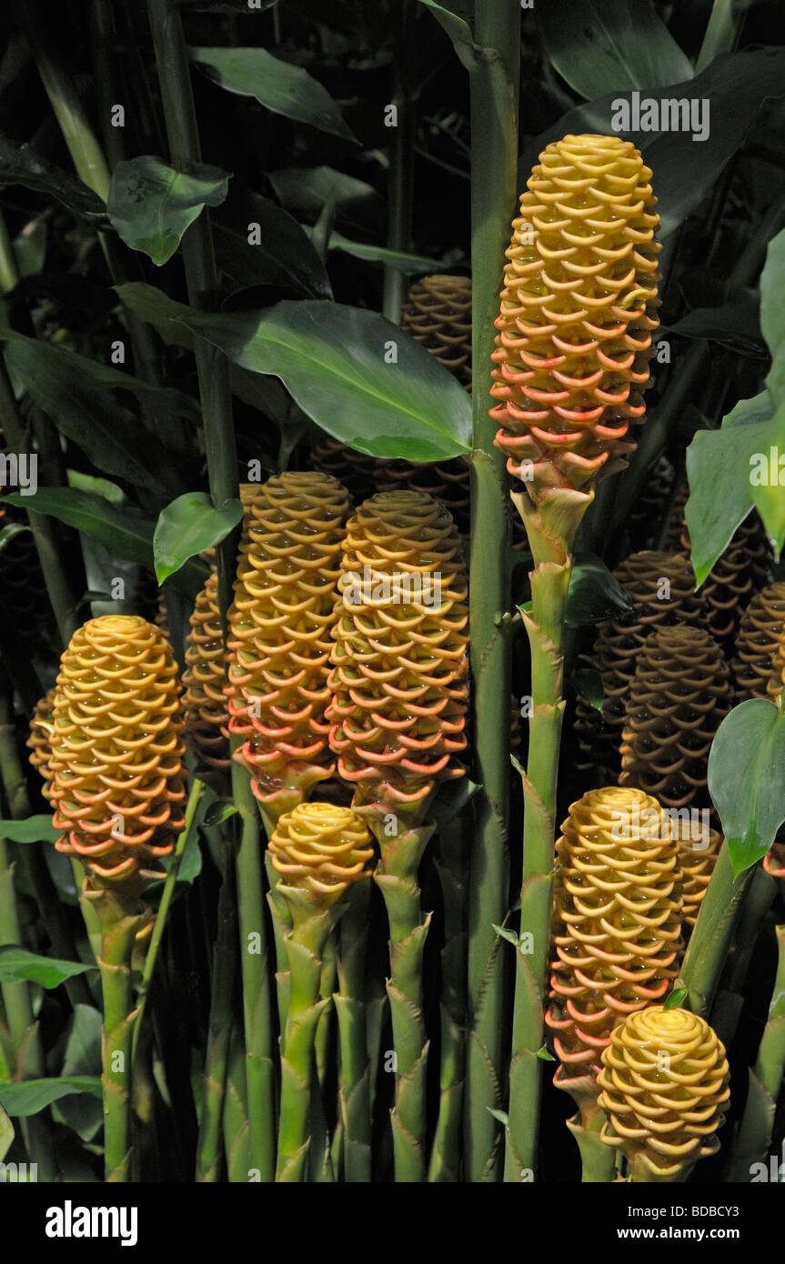 Beehive Ginger (Zingiber spectabile), flowering stalks Stock Photo