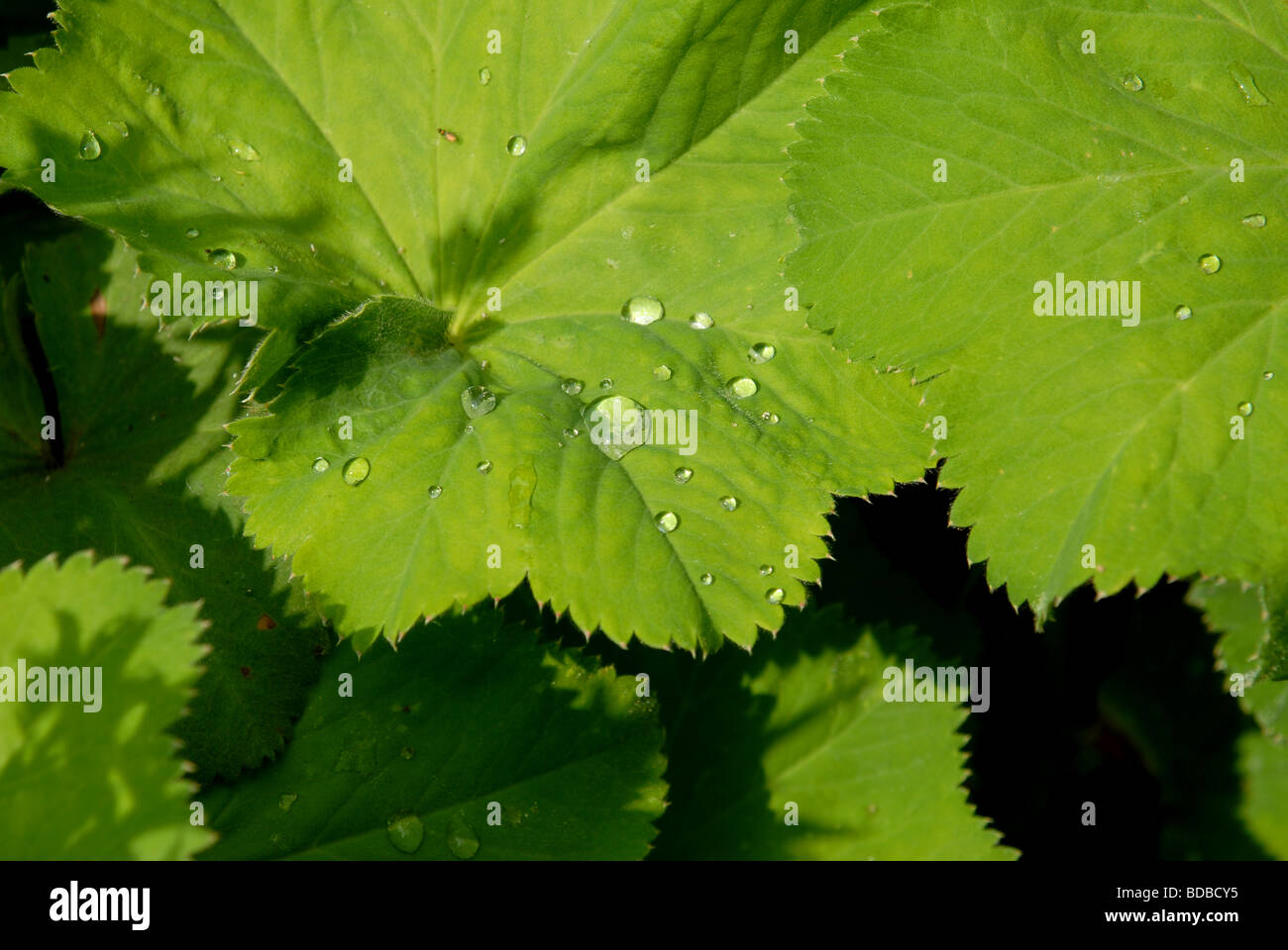 raindrops on some leaves of a garden Ladys Mantle or Alchemilla Mollis Stock Photo