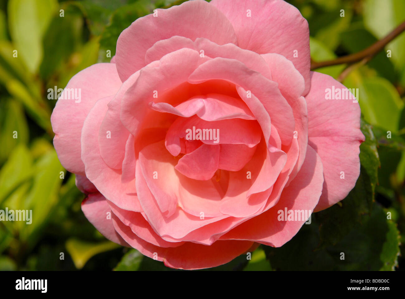 Summer light on a pretty rose flower in a country cottage garden Stock ...