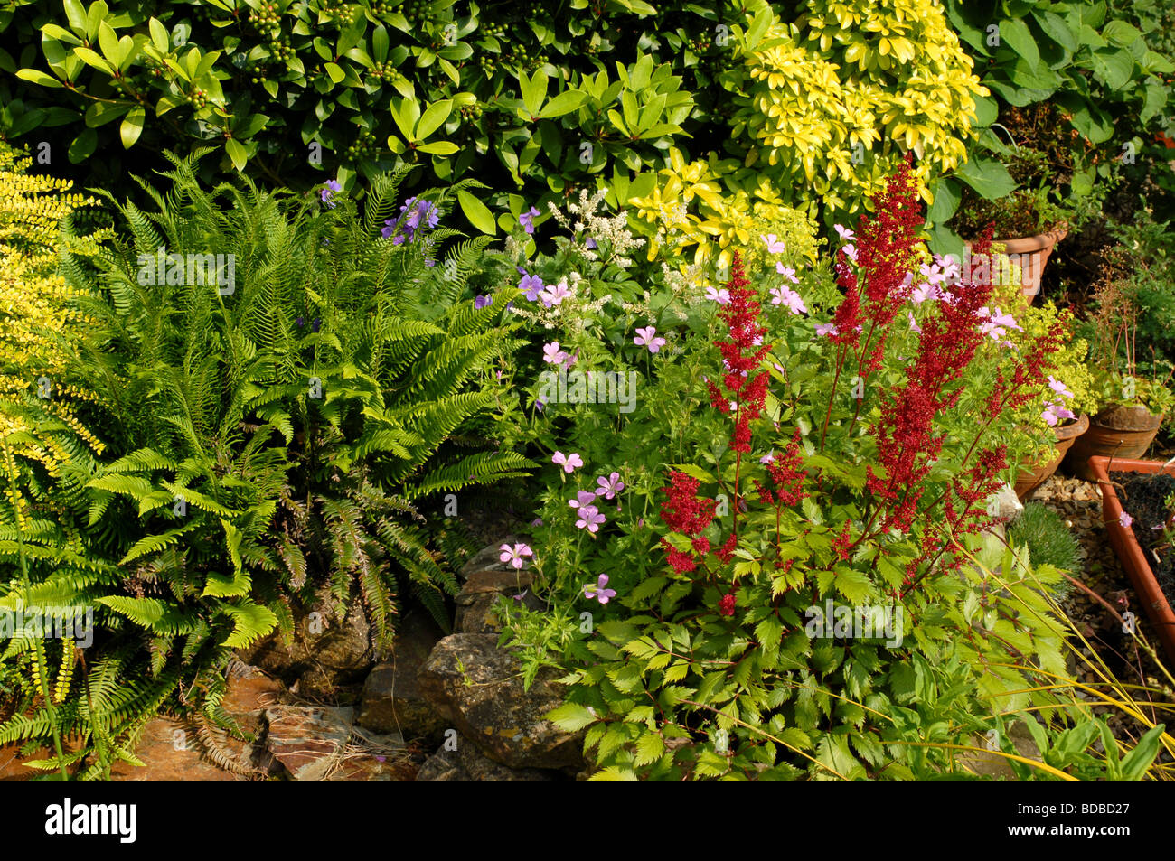 Country cottage garden border with Astilbe Fern Cranesbill Geranium Skimma and Choisya all fighting for space amongst the rocks Stock Photo