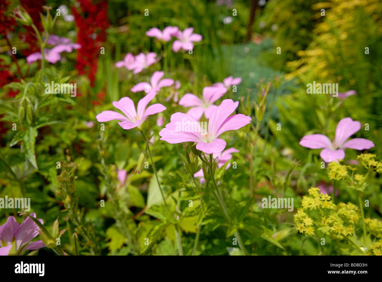 A pretty summer flower border in a country cottage garden consisting of Cranesbill Geranium Astilbe and ferns Stock Photo