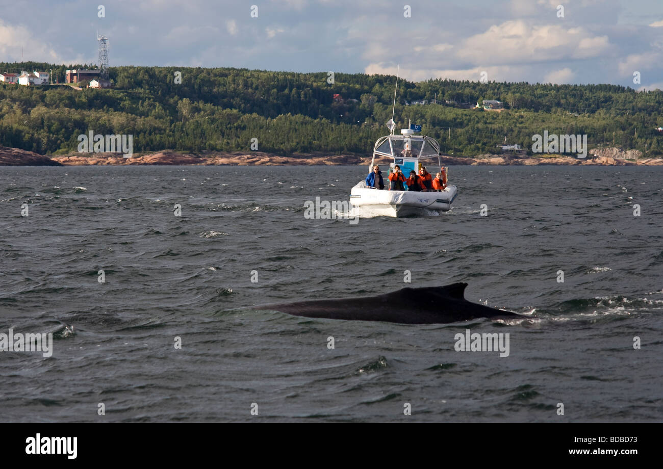 Whale watching safari on the St Lawrence river in Tadoussac, summer home of rorqual, minke, blue whale Stock Photo