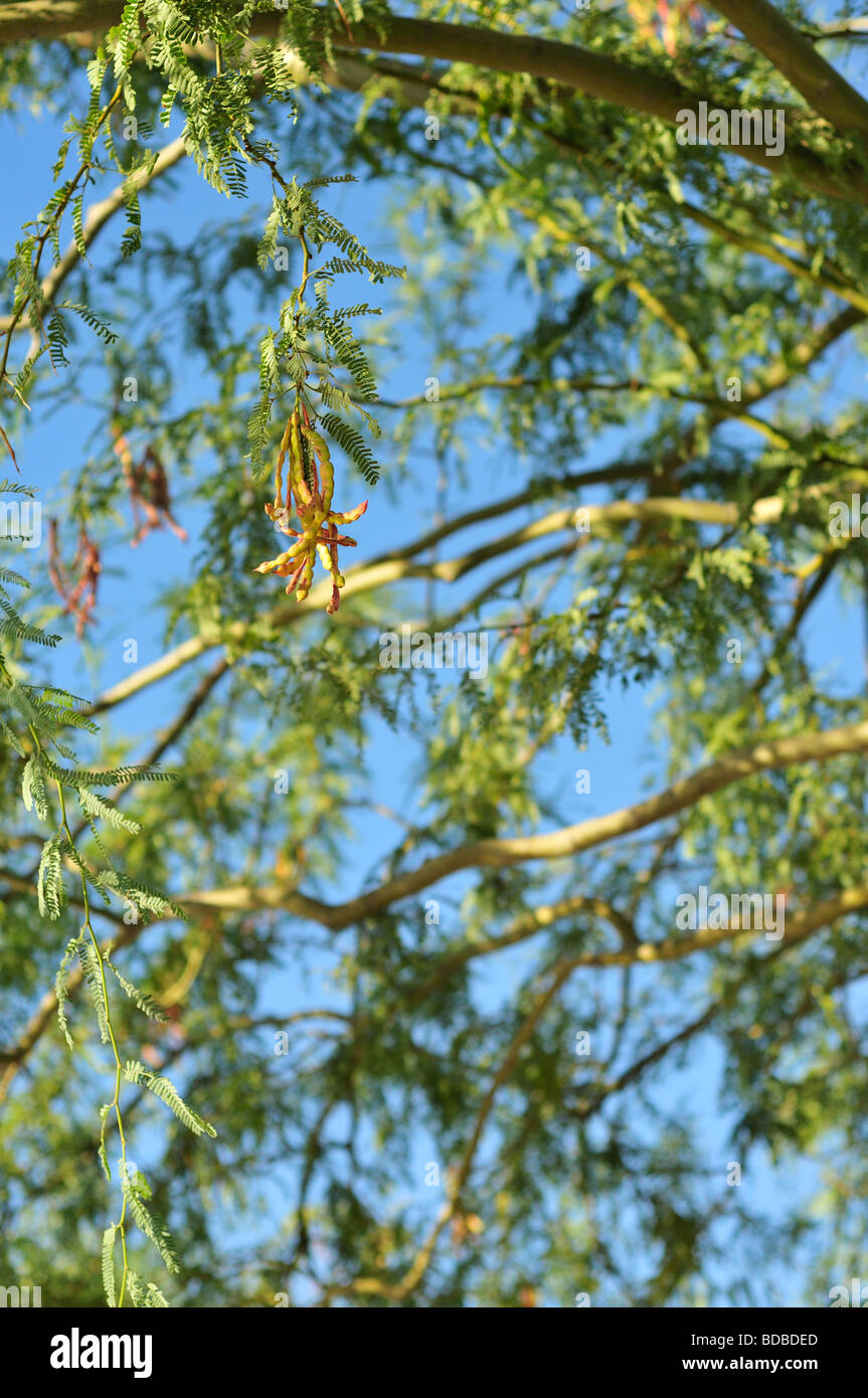 Velvet Mesquite bean pods hanging from the tree Stock Photo