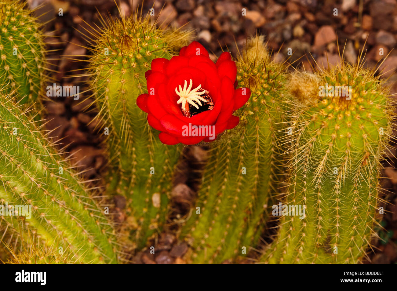 Red Torch cactus in bloom Stock Photo