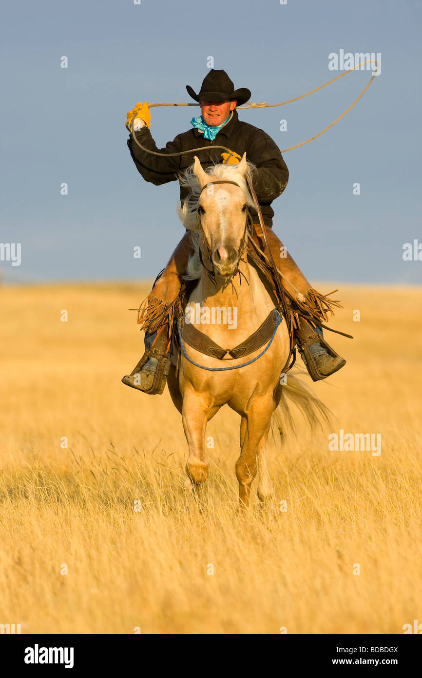 Cowboy Riding and Roping, from a working ranch in the Dakotas Stock Photo
