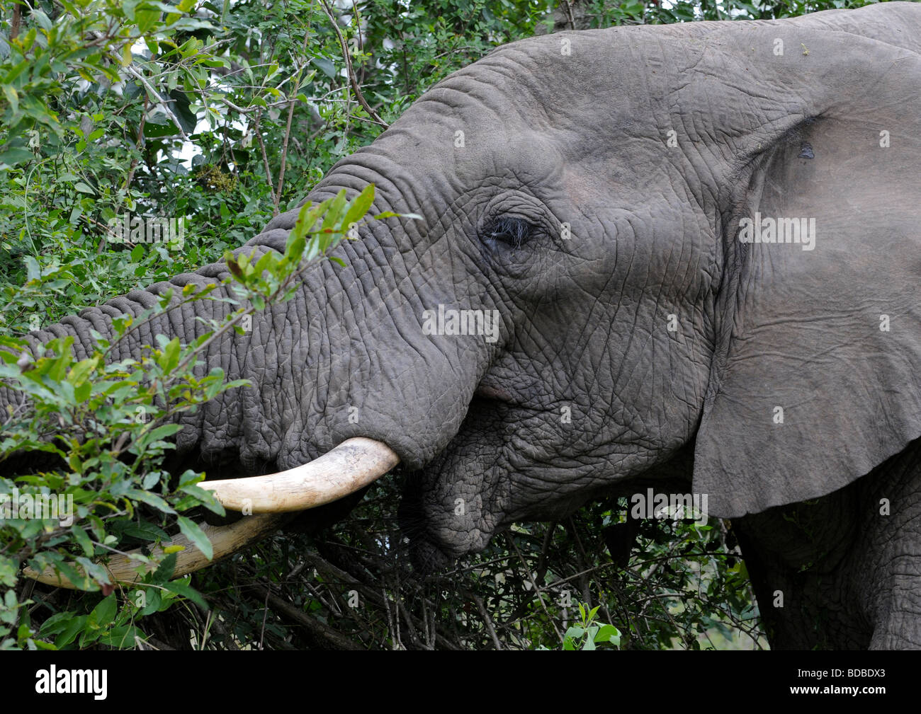 Profile of a young African elephant head with extended trunk over ivory plucking fresh selected vegetation from tree for a meal. Stock Photo