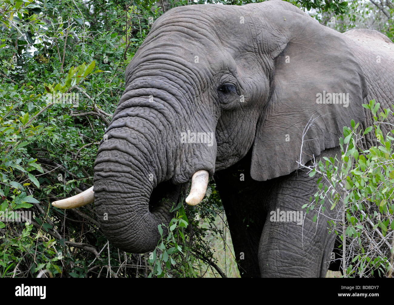 Side view of a young African elephant head enjoying munching fresh vegetation plucked from trees with tusk and feeding in mouth. Stock Photo