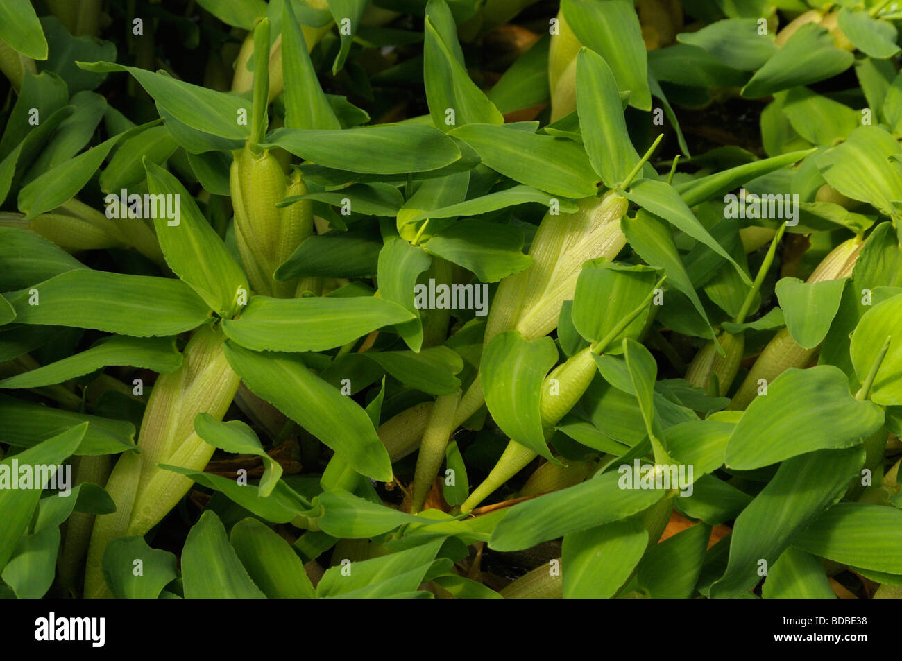 Asian Watergrass (Hygroryza aristata) Stock Photo