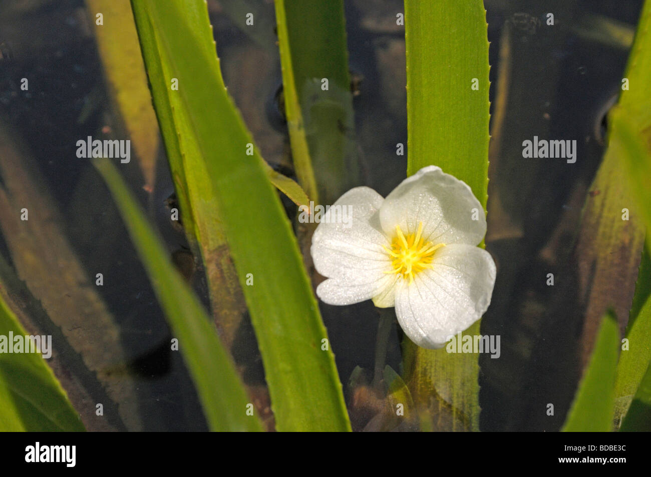 Soldier Water Aloe (Stratiotes aloides), flowering Stock Photo