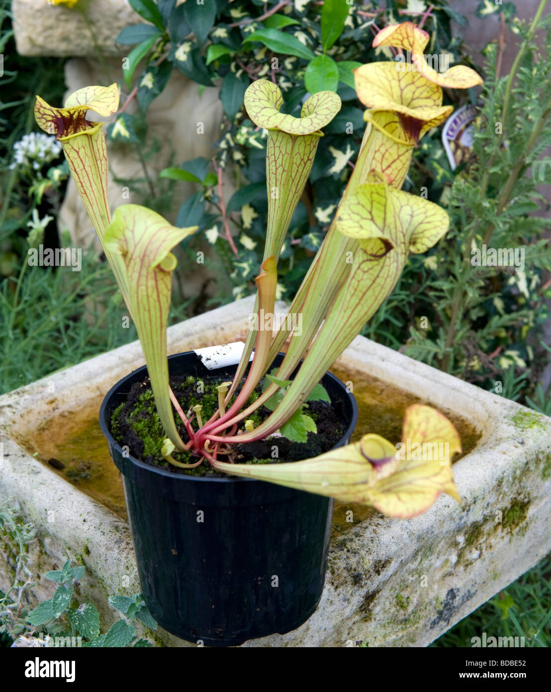 Sarracenia x Cowboy Pitcher plant insect catcher. Stock Photo