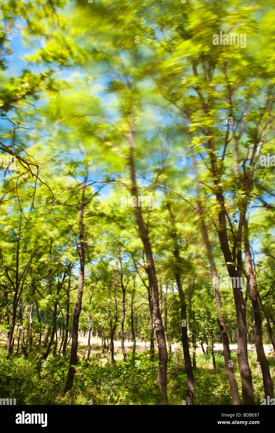 Image of the forest shot with 10 stop filter, Provence, France Stock Photo