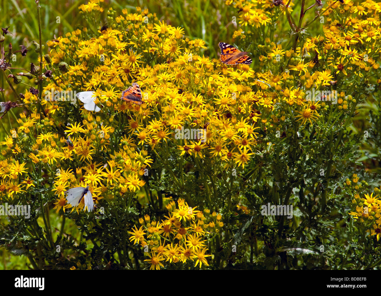 Ragwort plant, Jacobaea vulgaris covered with butterflies and insects so popular with insects. Stock Photo