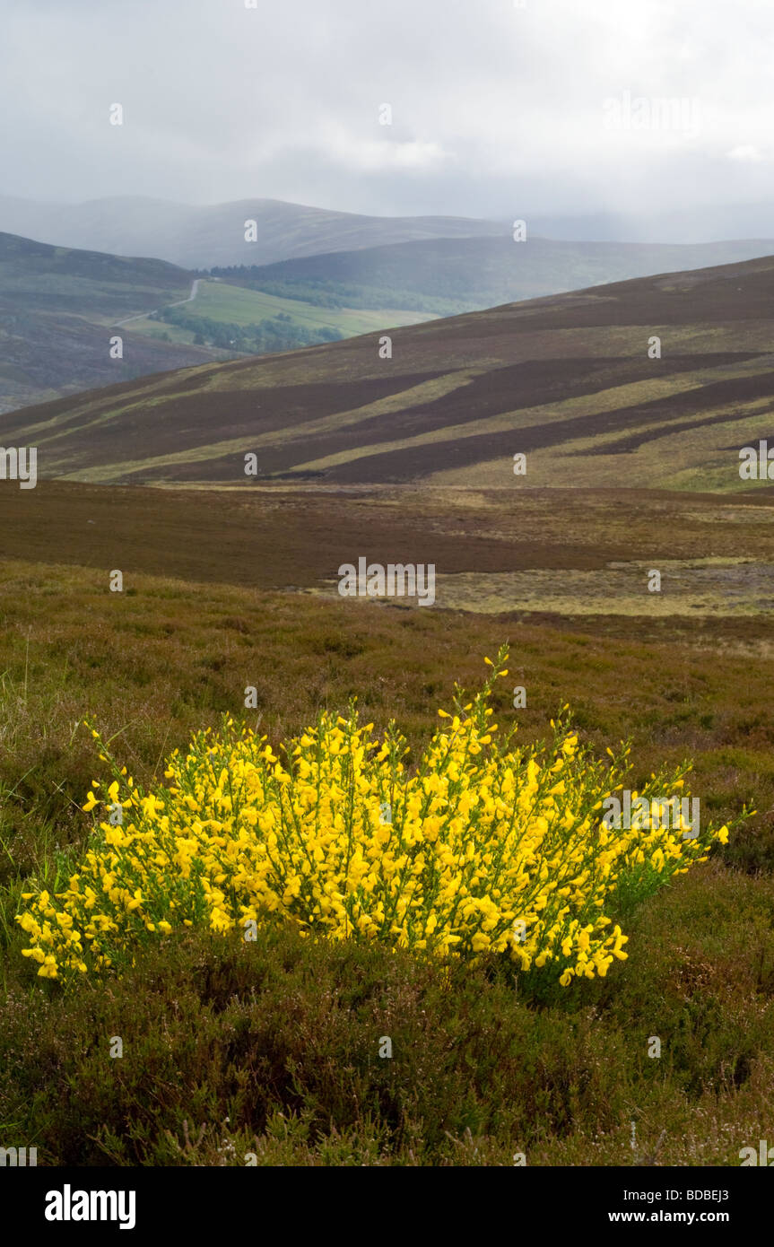 Broom, Cytisus scoparius, bush flowering on a heather moor, managed for red grouse, above Glen Gairn. Stock Photo