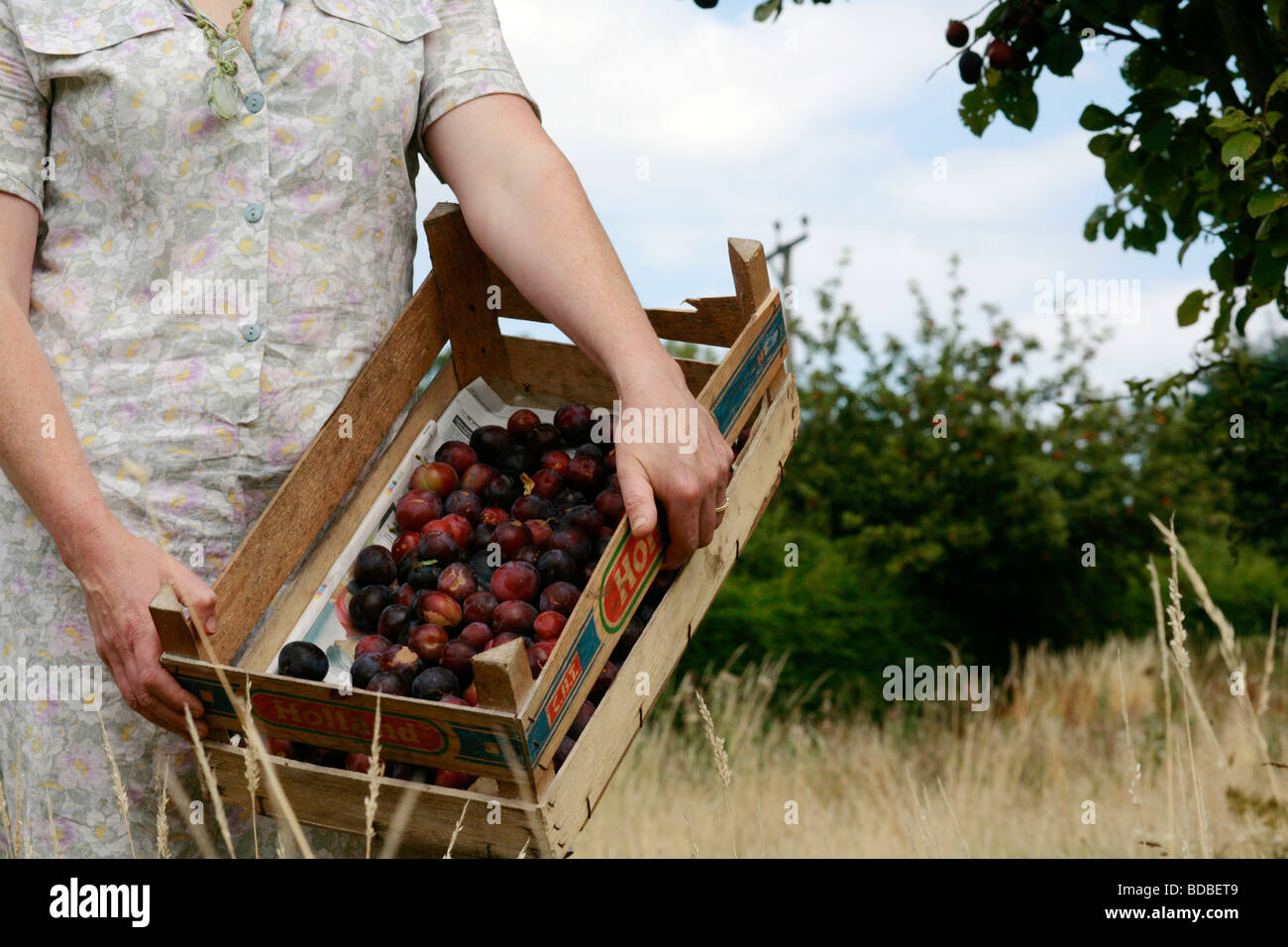 Women holding a crate of freshly picked organic plums Stock Photo