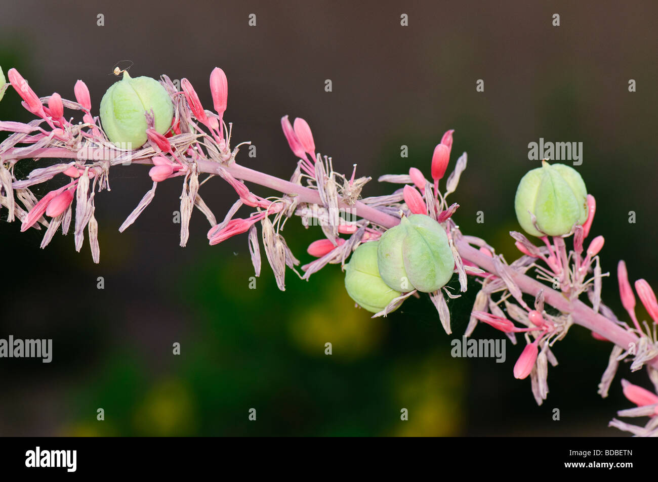 Red yucca hires stock photography and images Alamy